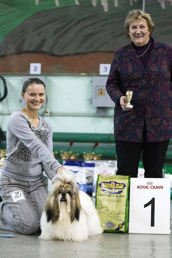 shih-tzu best